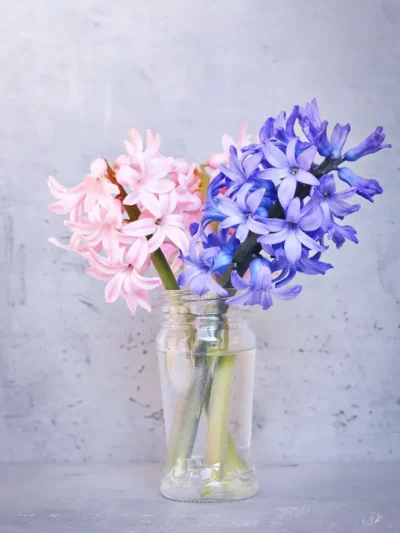 Scented Plant